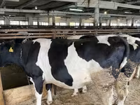 Vacă, Vaca kazahă cu cap alb — foto 3