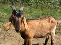 Boucs, Nubian Goat — photo 3