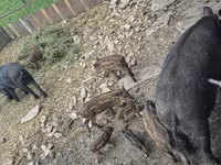 Scroafă, Porci — foto 4