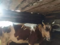 Vacă, Simmental cattle — foto 2