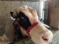 Toro, Russian Black pied cattle — foto 3