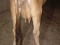 Sigir, Ukrainian Brown Dairy Cattle — 2-rasm