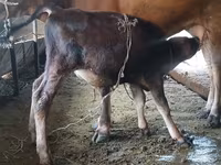 Vache, Race Alatauskaya — photo 1
