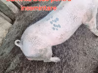 Boar, Pigs — photo 2