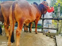 Toro, Ganado vacuno — foto 2