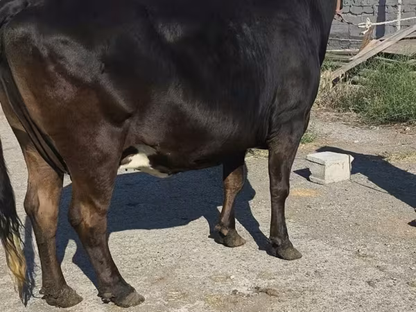 Sigir, Gollandiyalik zot