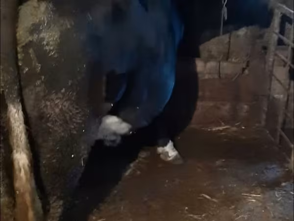 Bou, Bovine — Republica Moldova