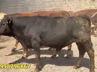Buqa, Qizil belorus sigiri — 2-rasm