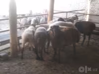 Widder, Arabi sheep — Foto 4