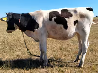 Bou, Bovine — foto 1