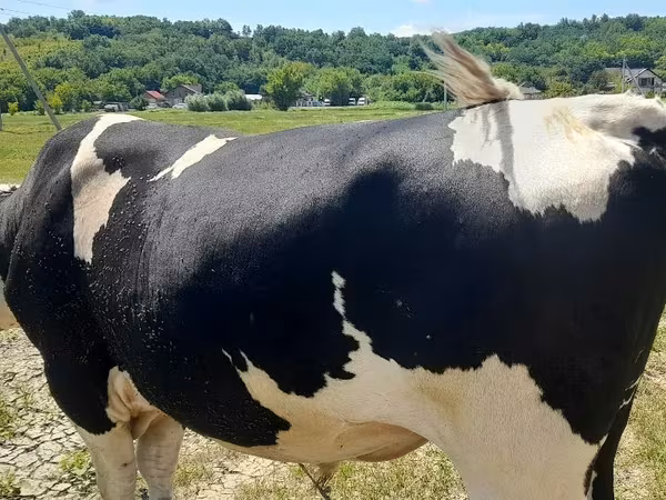 公牛, Holstein breed — 摩尔多瓦
