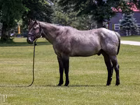 At, Quarter Horse — foto 1