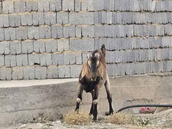 Ziegenbock, Nubian Goat