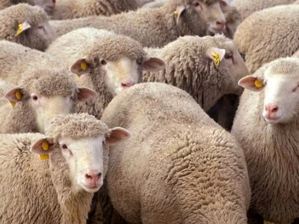 母羊, Sheep — 摩尔多瓦