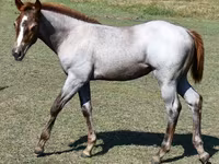 Jument, Quarter Horse — photo 8