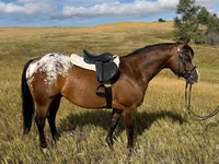 Cal, Horses of Sable Island — foto 4