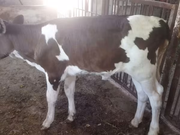 Vaca, Brown Latvian