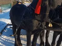 Hengst, Friesian — Foto 4