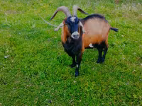 公山羊, Czech Brown Shorthaired goats — 照片 2
