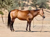 At, Quarter Horse — foto 3