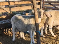 Widder, Assaf sheep — Foto 1