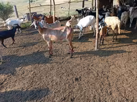 Cabra, Nubian Goat — foto 4