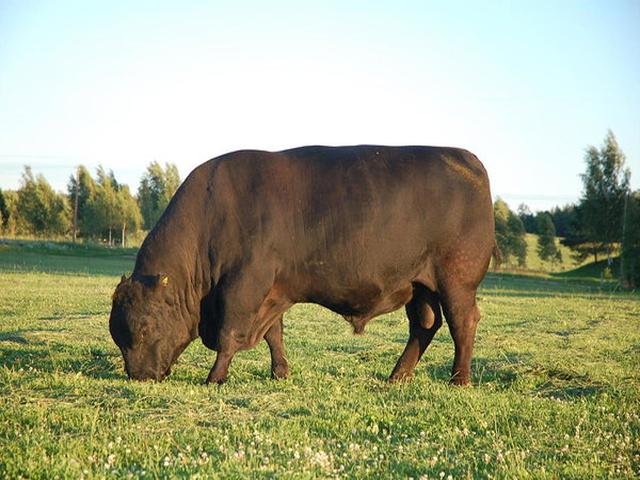Aberdeen-Angus