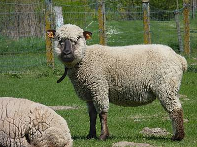 Agin sheep