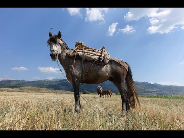 Albanian horse breed