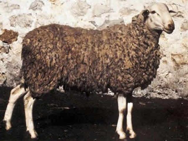 Alcarrena sheep