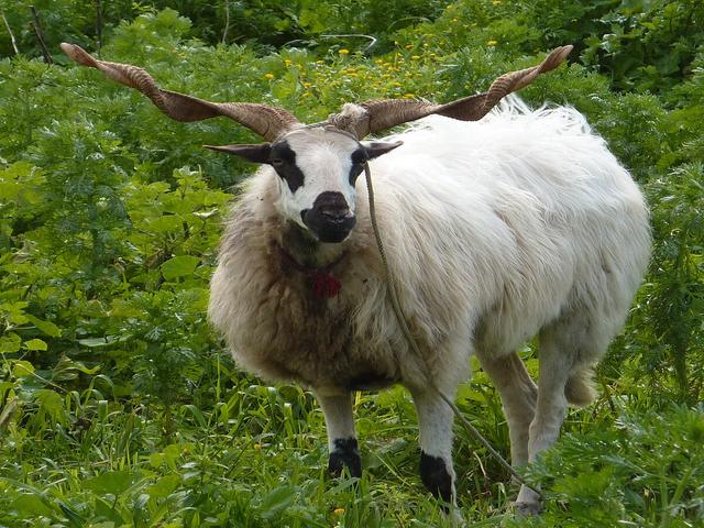 Algarve Churro sheep