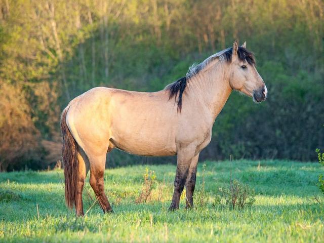 Altai horse