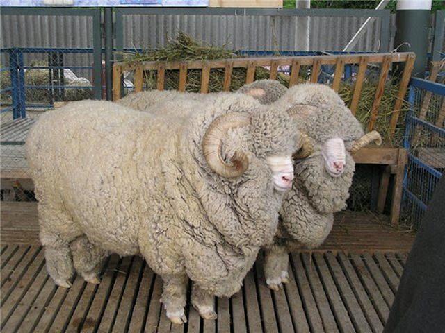 Altai sheep