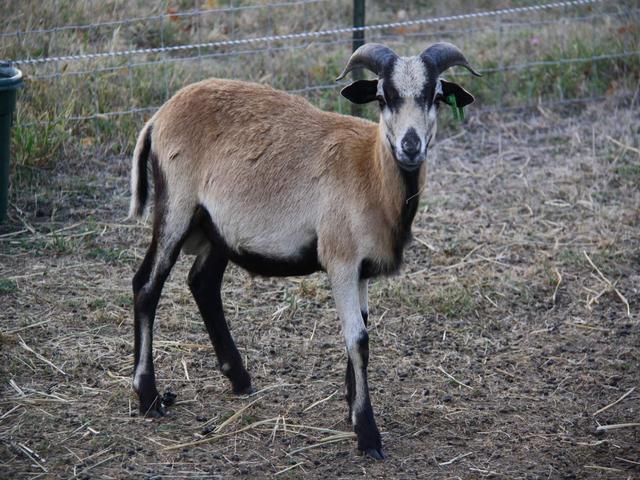 American Blackbelly sheep