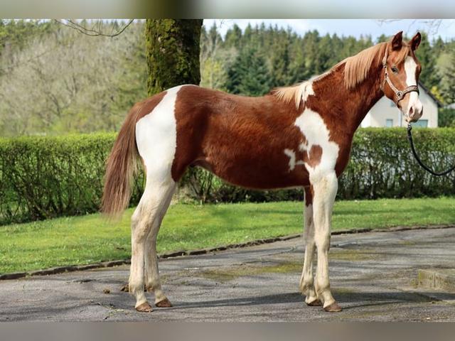 American Indian Horse