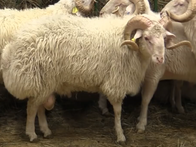 Andi sheep