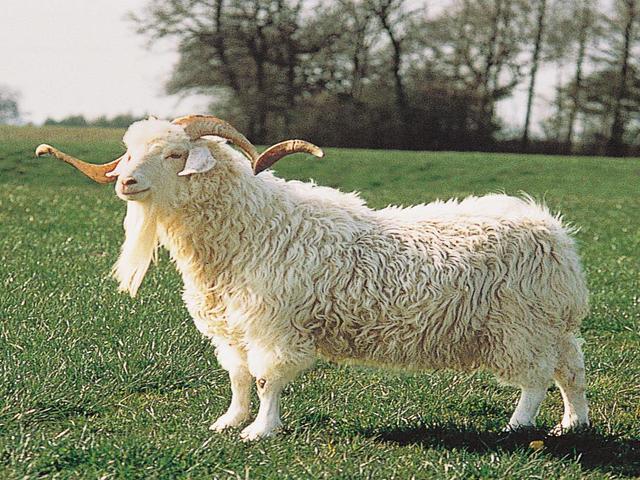 Angora goats