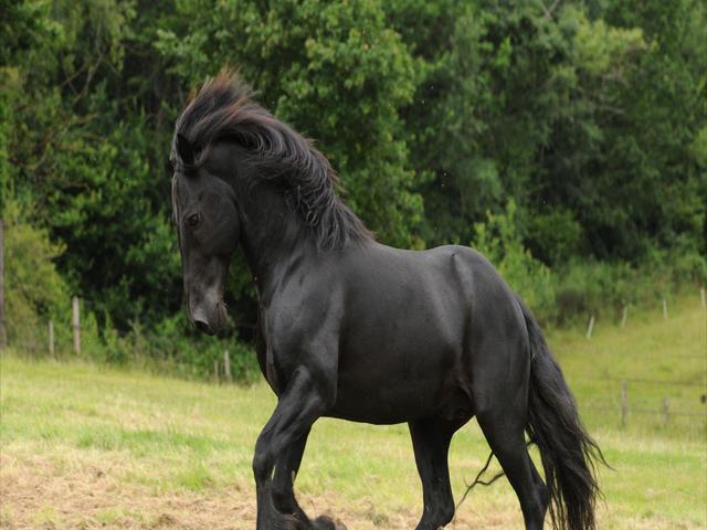 Ariégeois pony
