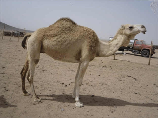 Arvana camel