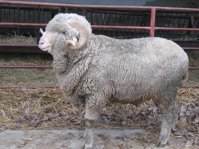 Askanic sheep