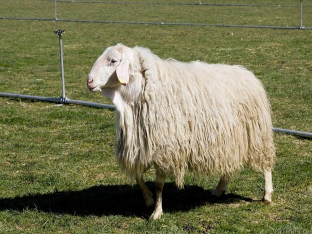 Assaf sheep