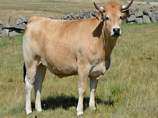 Aubrac cattle