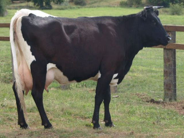 Rasa Auliatinskă