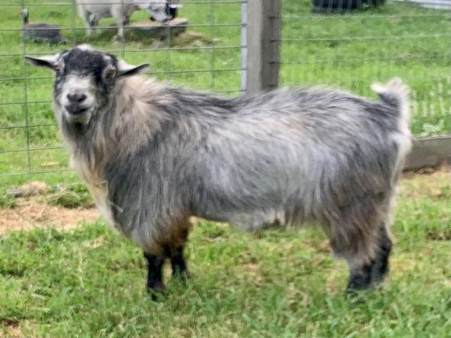 Australian Miniature goats