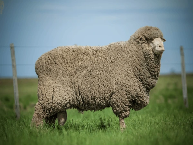 Australian merinos sheep