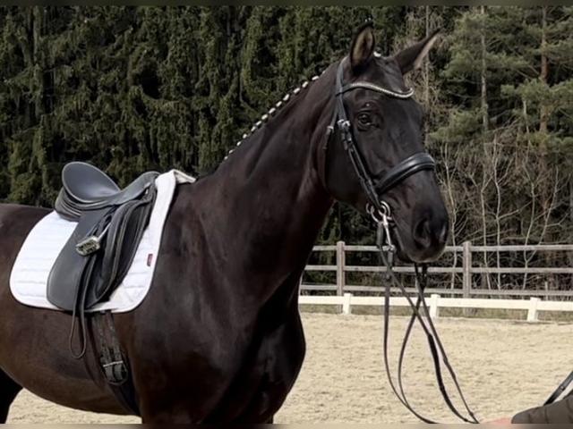Austrian Warmblood