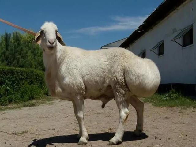 Ay-Kol sheep
