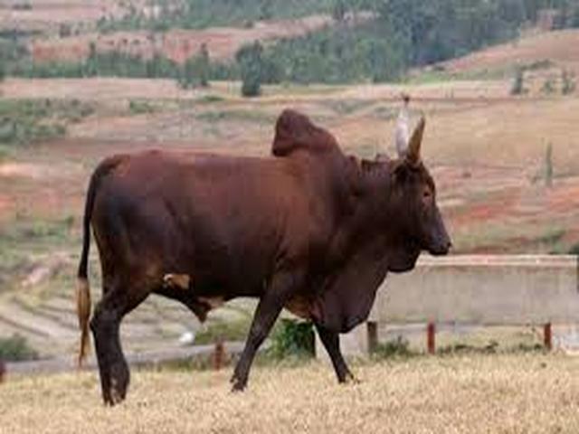 Cebú de Azerbaiyán