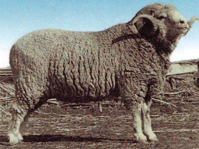 Azerbaijani mountain merino sheep