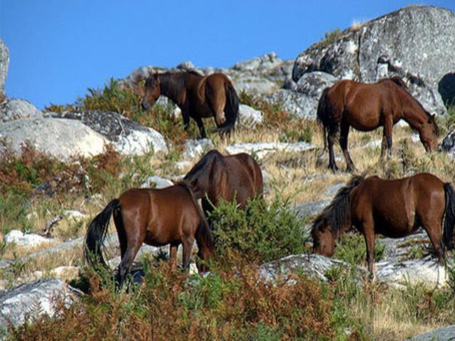 Azores horse